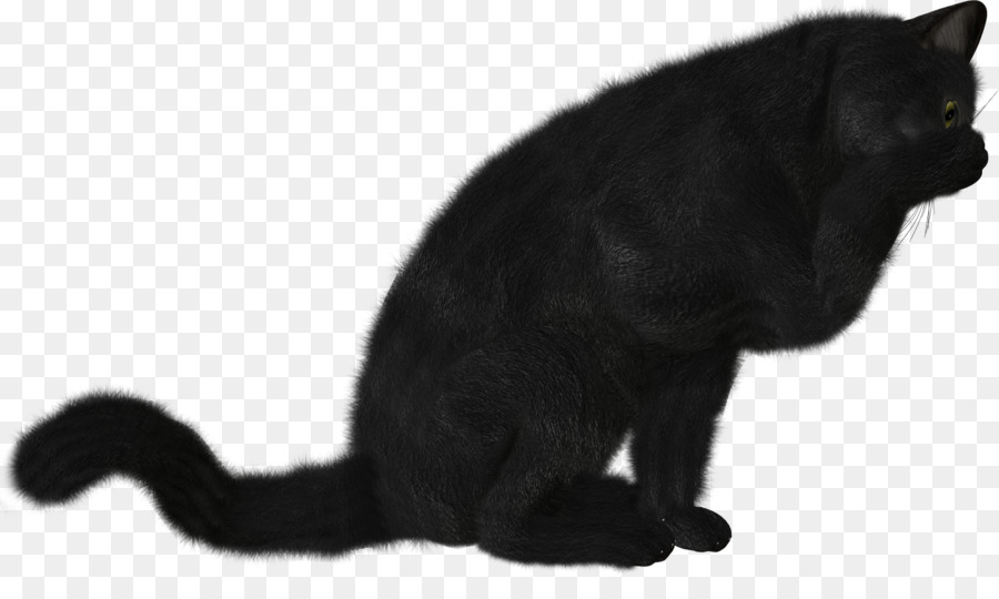 Chat Noir，Fourrure PNG