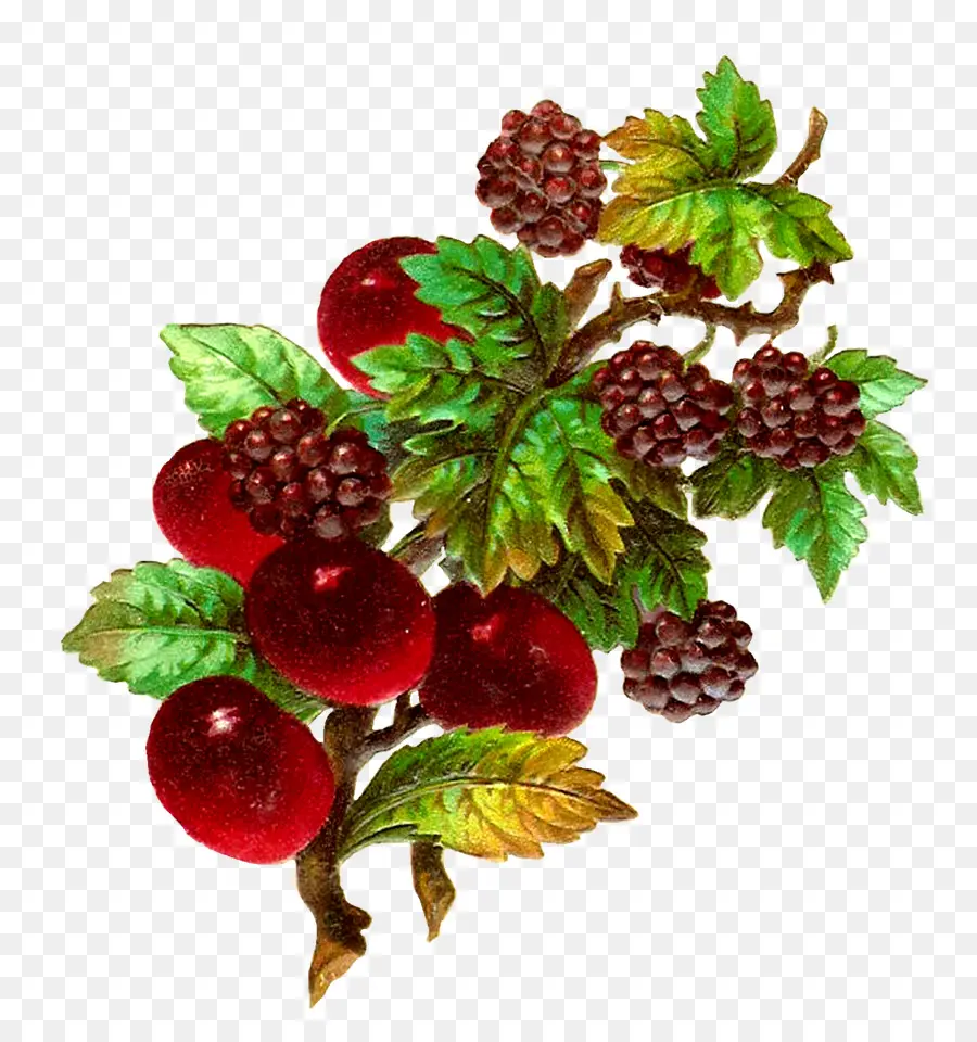 Fruits，Berry PNG