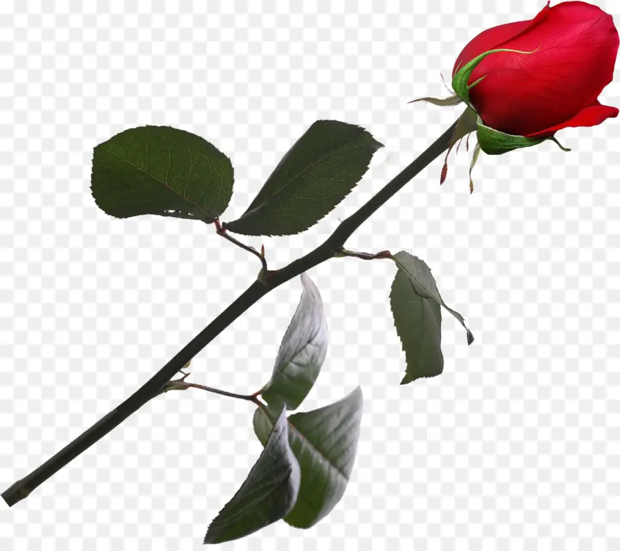 Rose Rouge，Floraison PNG