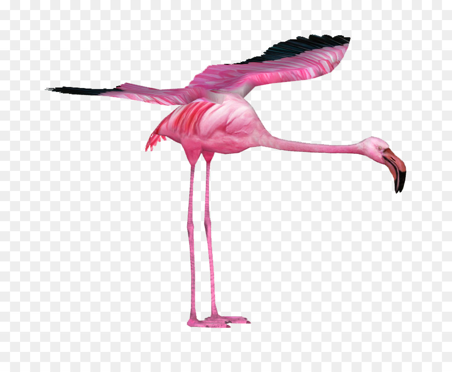 Flamants Roses，Rose PNG