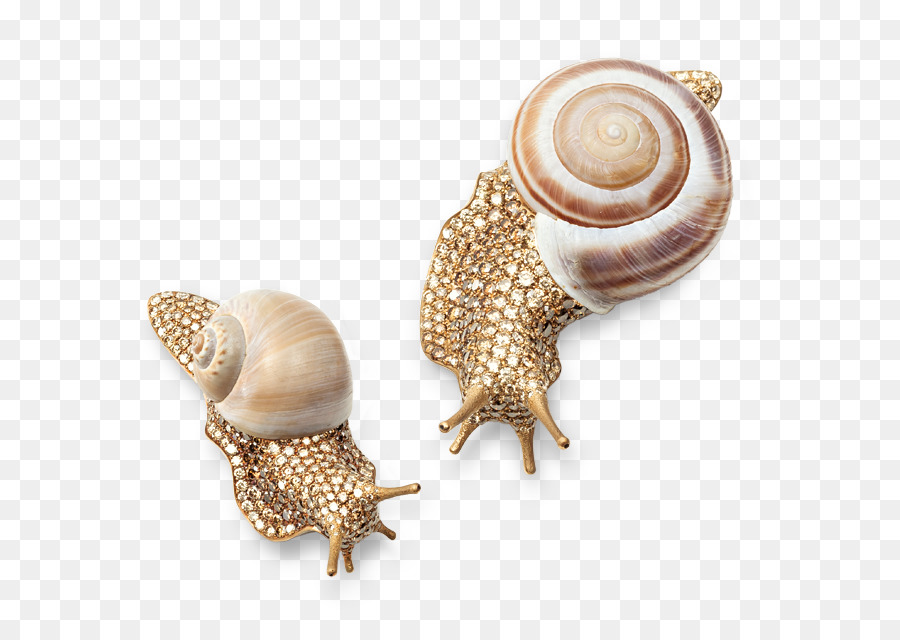 Escargots，Mollusque PNG