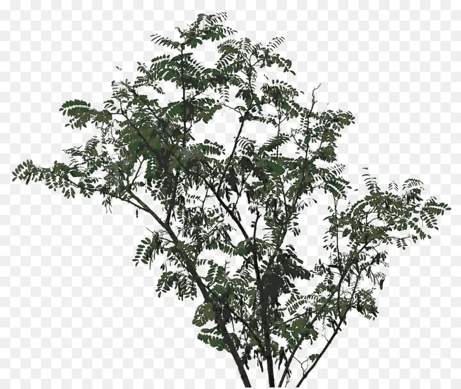 Arbre，Feuilles PNG