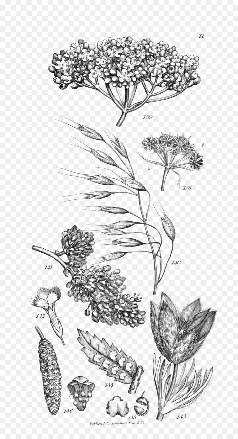 Illustration Botanique，Plantes PNG