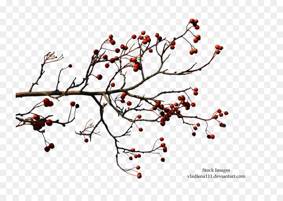 Branche D'arbre，Feuilles PNG