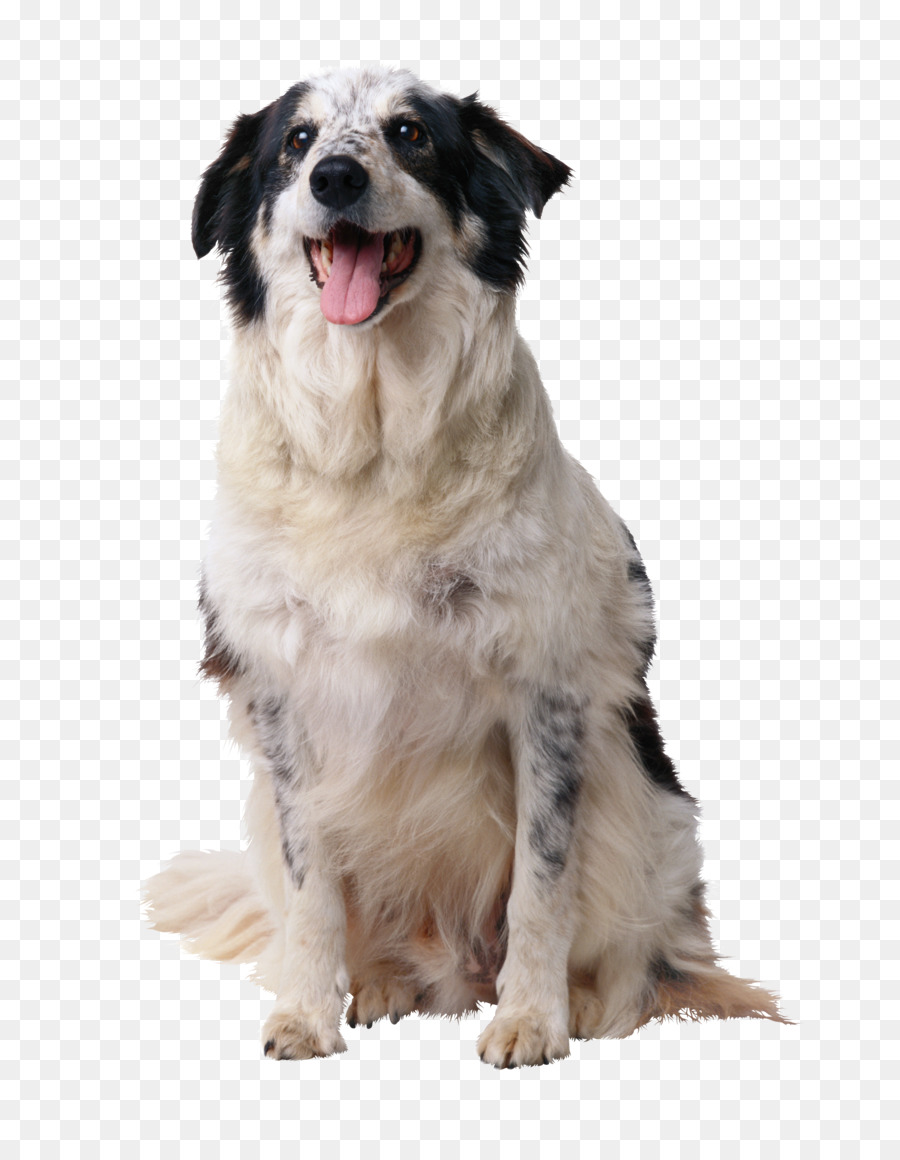 Chien Noir Et Blanc，Animal De Compagnie PNG