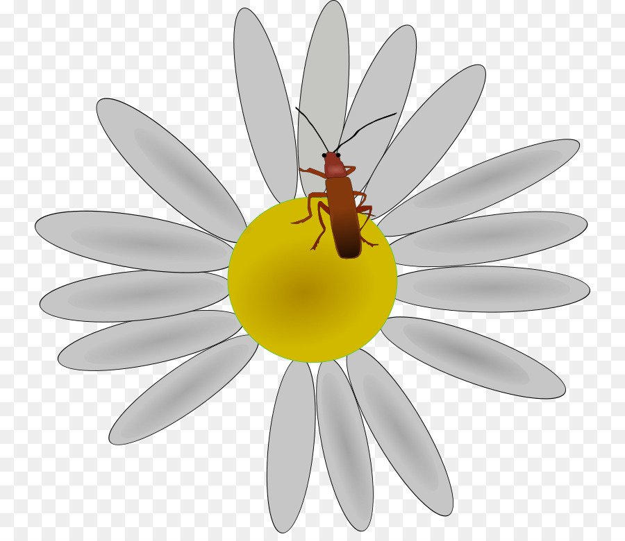 Fleur，Les Insectes PNG