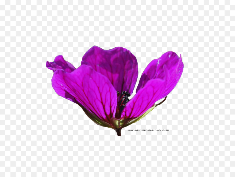 Fleur Violette，Pétales PNG