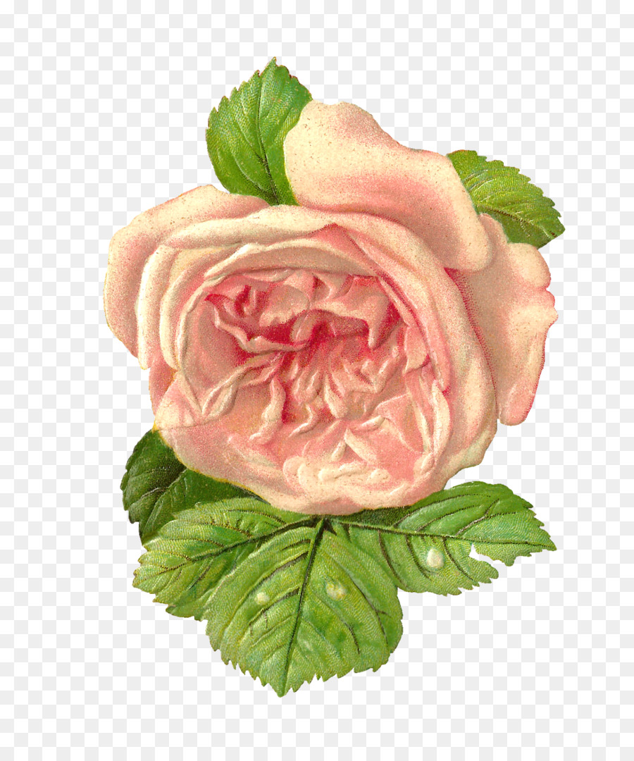 Rose Rose，Floraison PNG