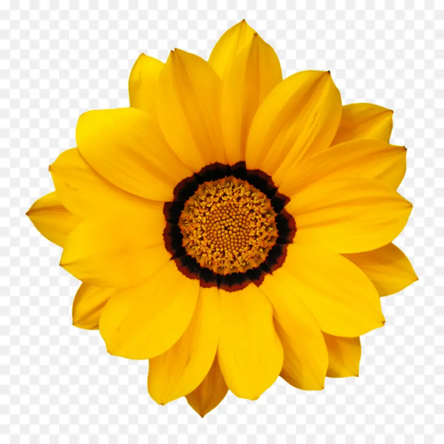 Fleur，Jaune PNG