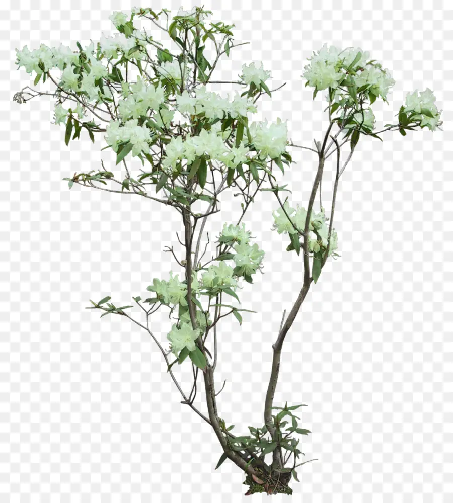 Flowerpot，Arecaceae PNG