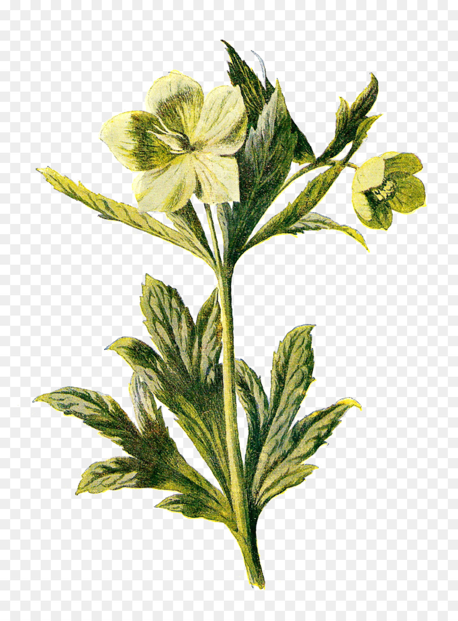 Fleur Sauvage，Fleur PNG