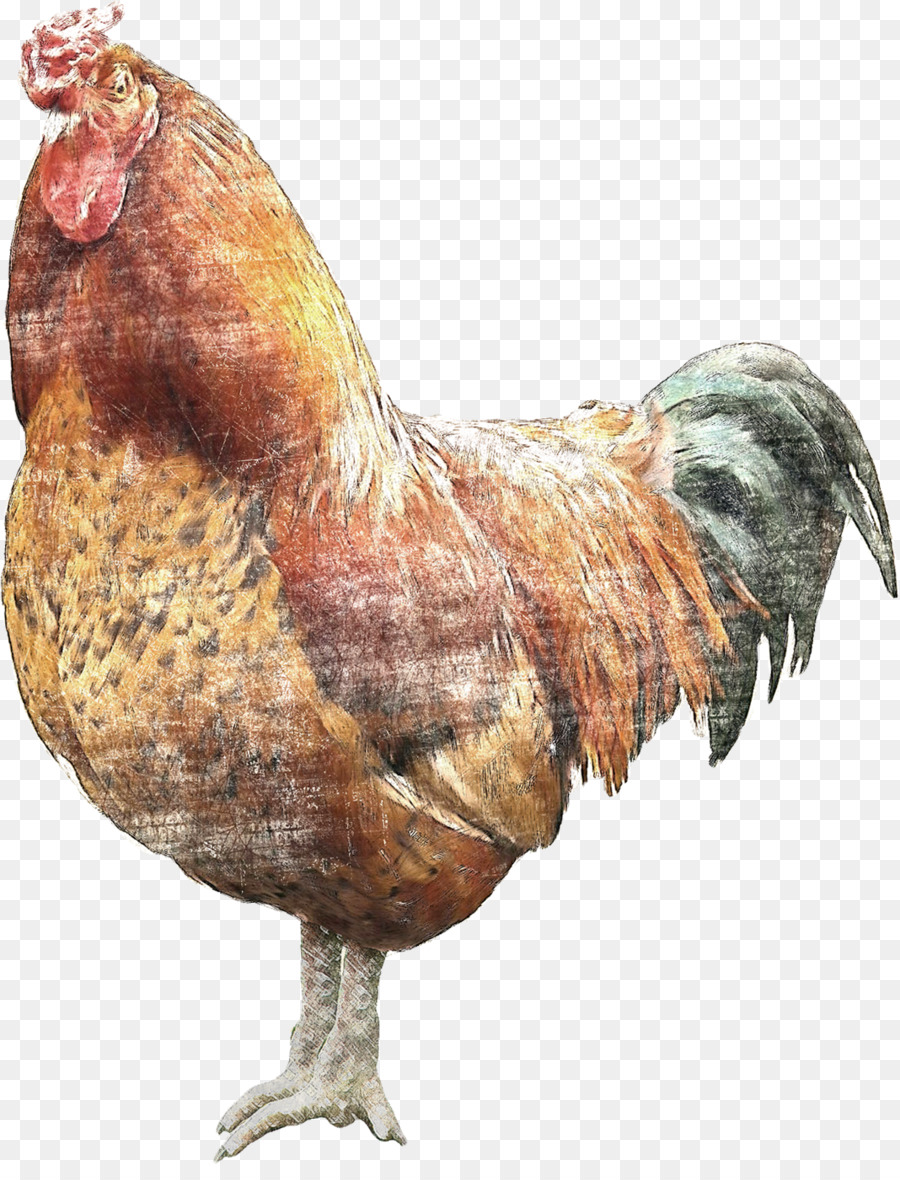 Poulet，Poule PNG