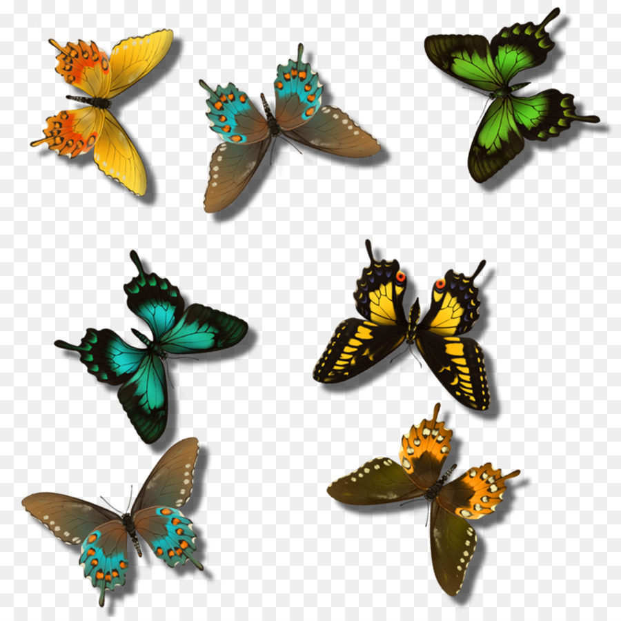 Papillons，Coloré PNG