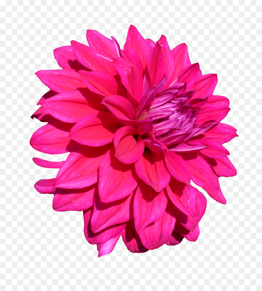 Fleur，Floraison PNG