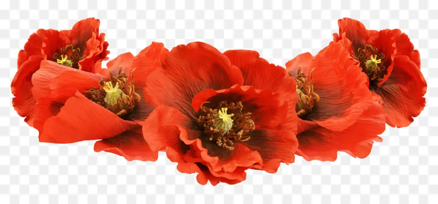 Fleurs Rouges，Coquelicots PNG