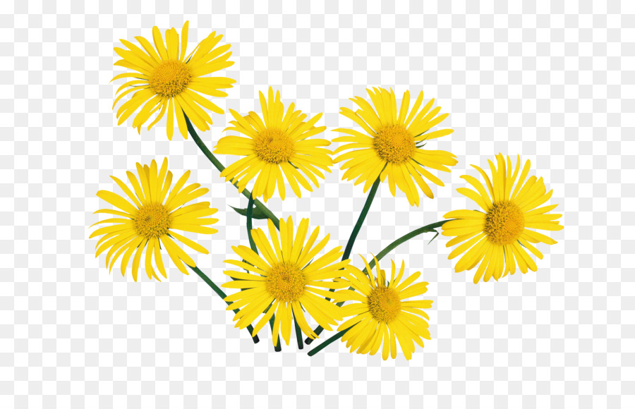 Fleurs Jaunes，Jardin PNG