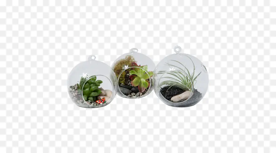 Terrariums，Plantes PNG