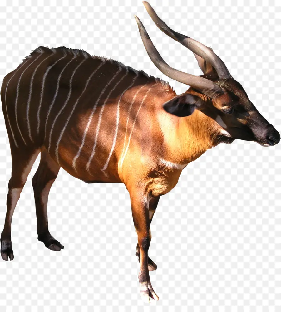 Antilope，Corne PNG