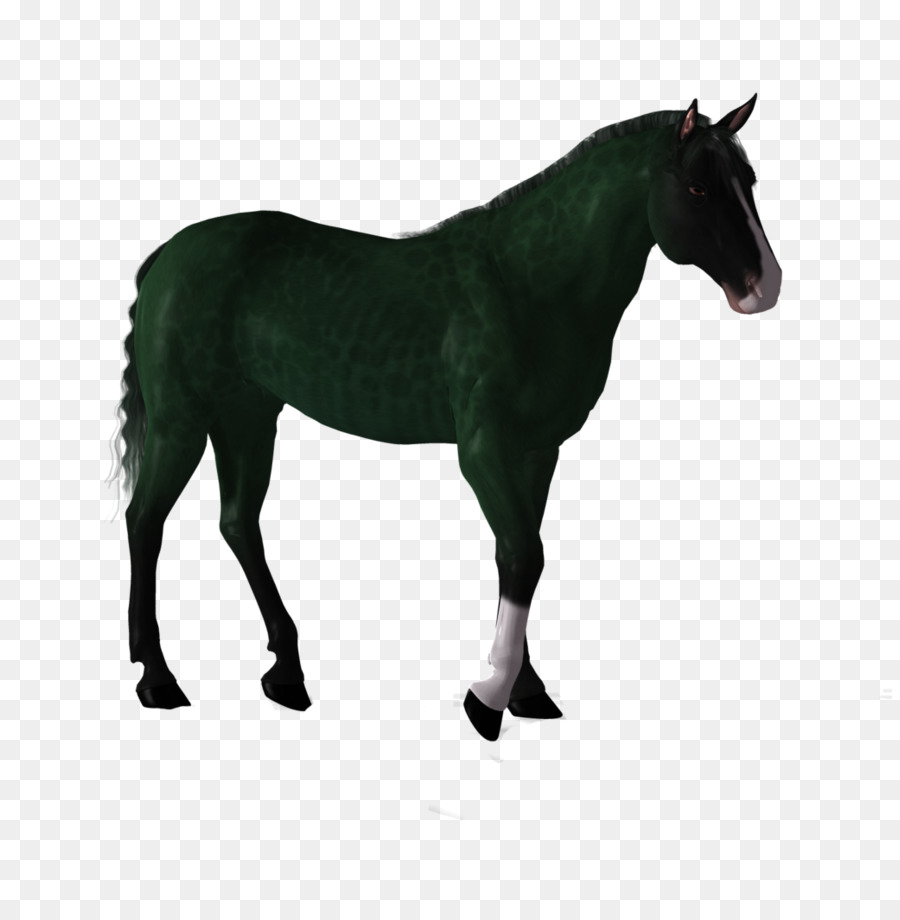 Cheval，Poney PNG