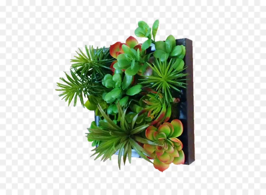 Plantes Succulentes Vertes，Succulent PNG