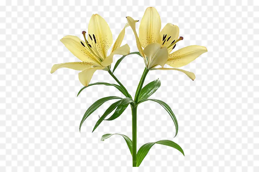 Fleur，Arumlily PNG