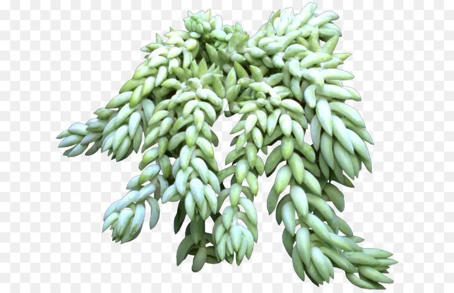 Plante Succulente，Vert PNG