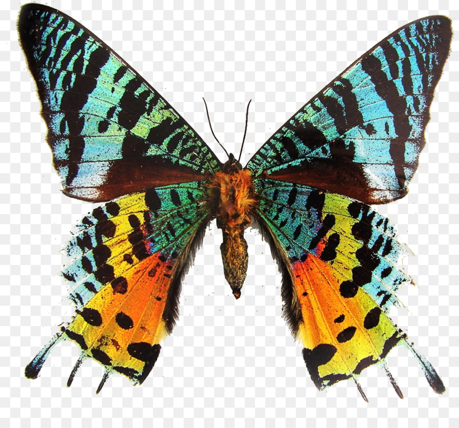 Papillon Noir，Ailes PNG