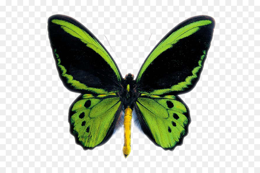 Papillon Vert，Ailes PNG