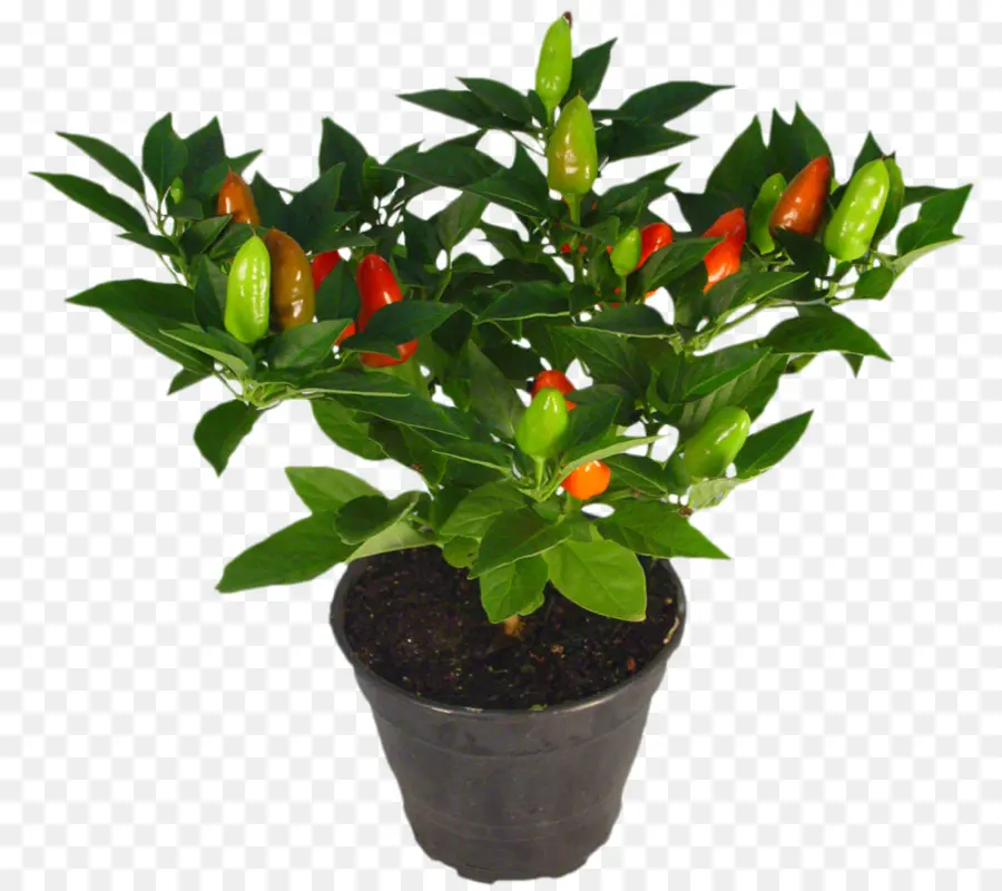 Plante Poivrière，Piment PNG