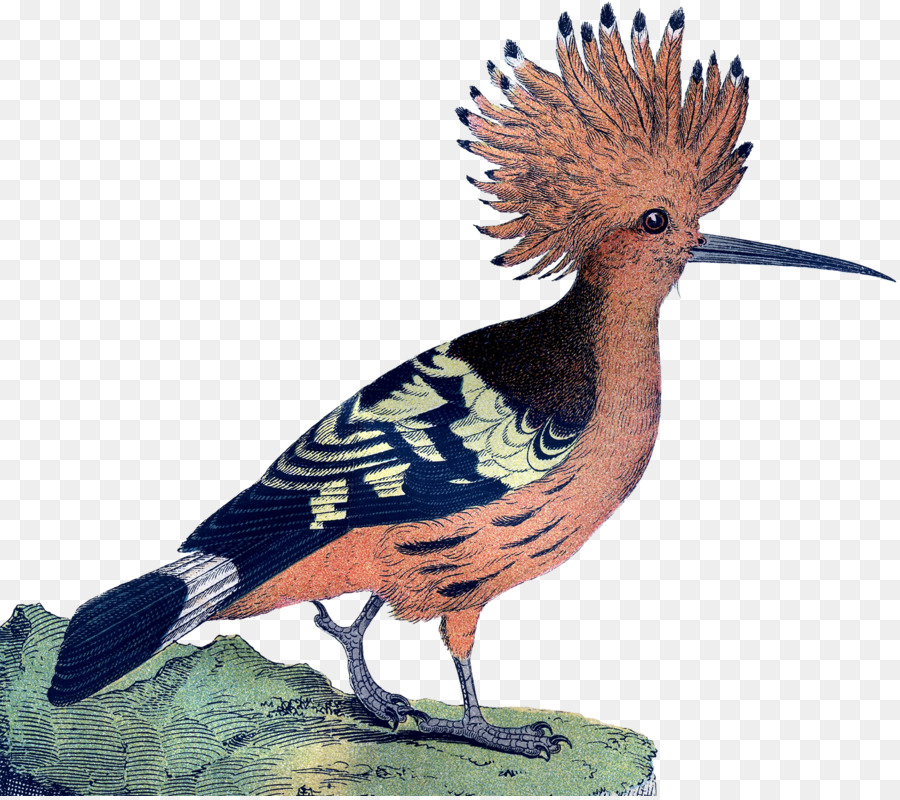 Oiseau，Les Galliformes PNG