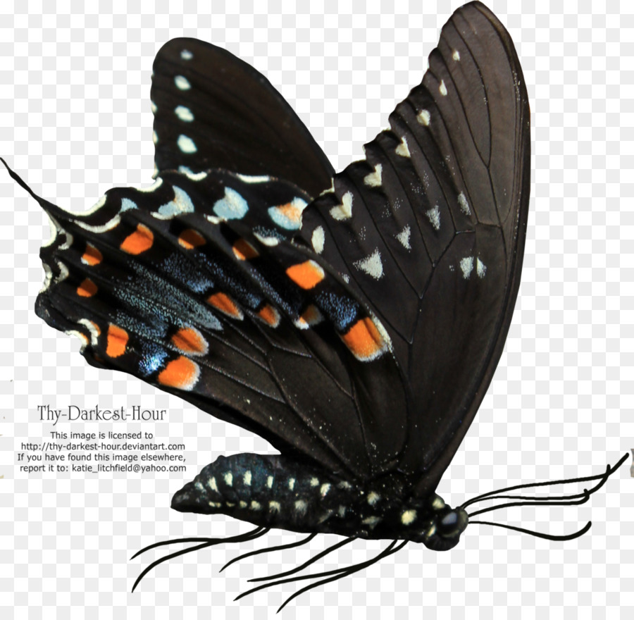 Papillon，Papillon Net PNG