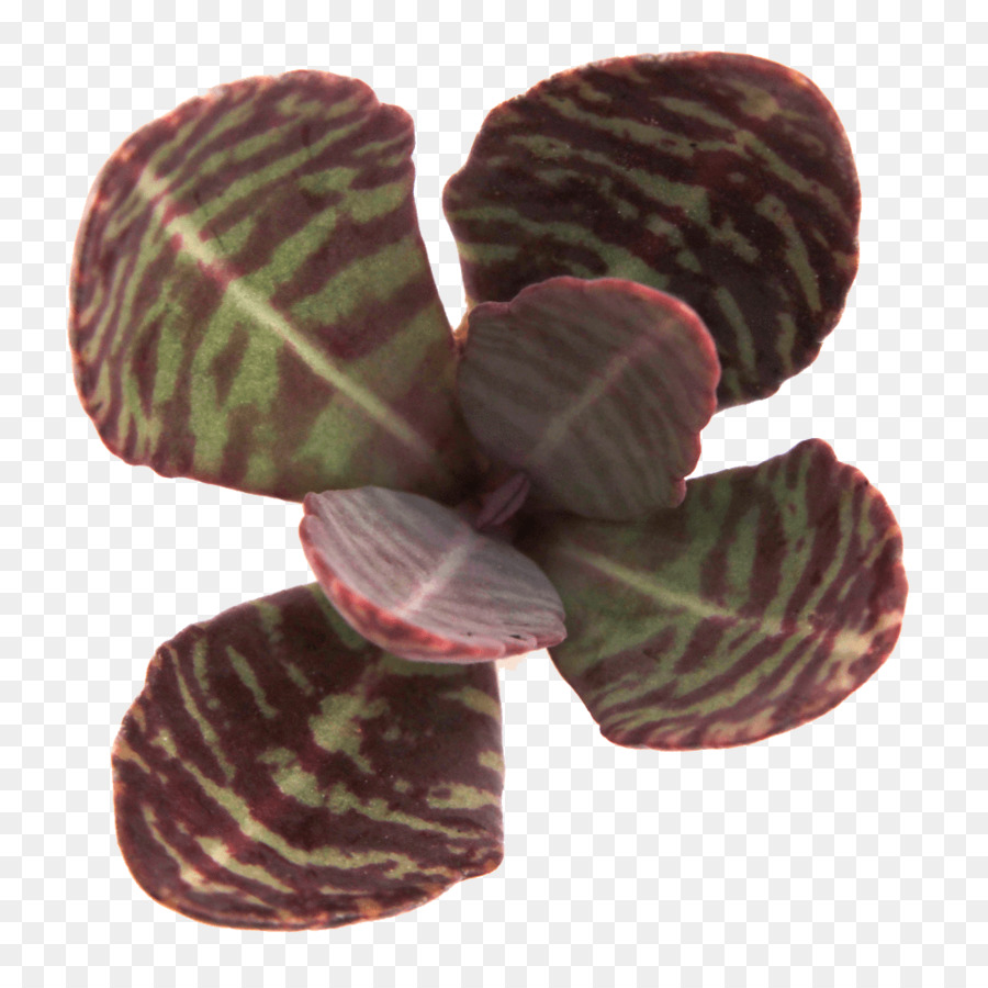 Plante，Magenta PNG