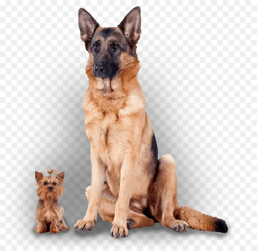 Berger Allemand Et Yorkshire Terrier，Animaux De Compagnie PNG