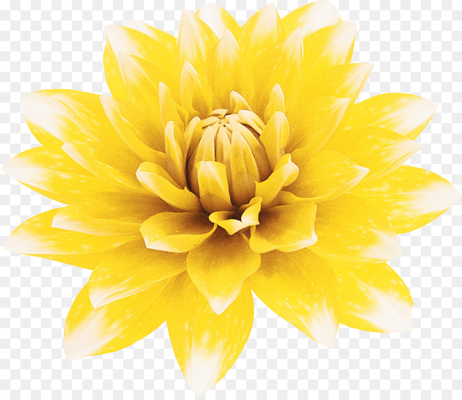 Fleur Jaune，Fleurir PNG