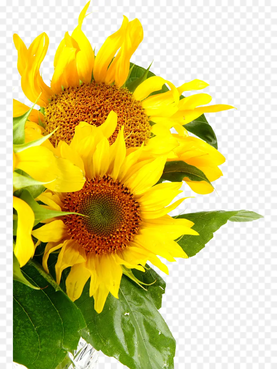 Tournesols Jaunes，Nature PNG