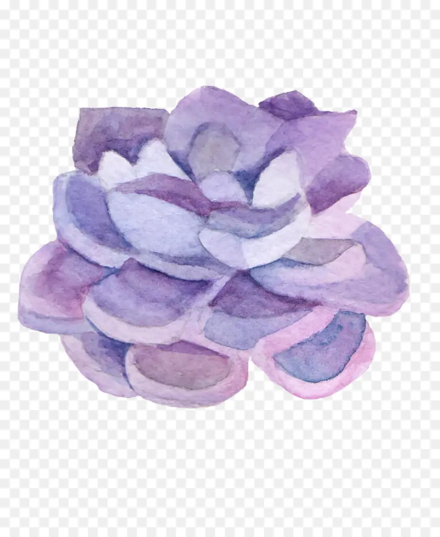 Fleur Violette，Succulent PNG