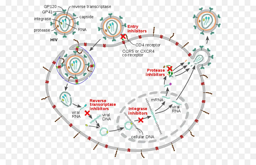 Cycle De Vie Du Vih，Virus PNG