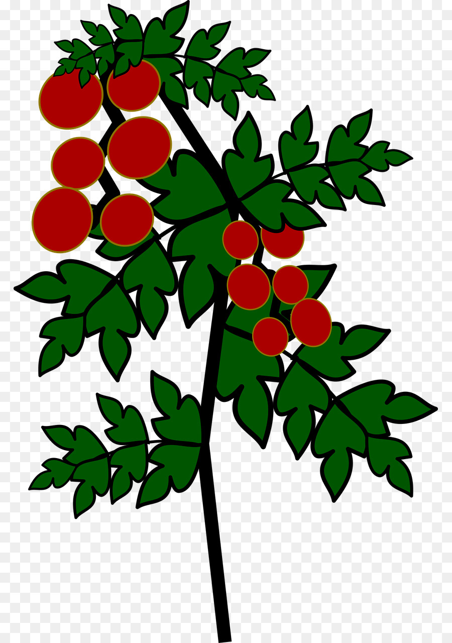 Plant De Tomate，Tomate PNG