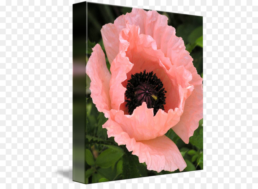 La Floraison De La Plante，Pivoine PNG