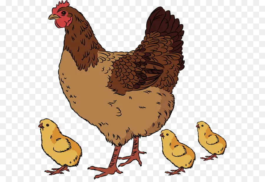 Poulets，Coq PNG