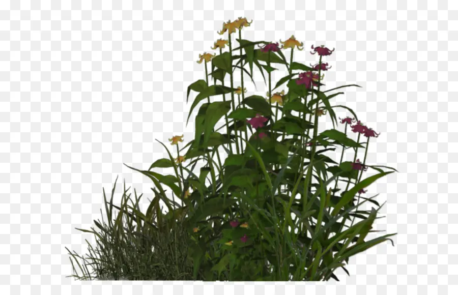 Plantes，Fleurs PNG