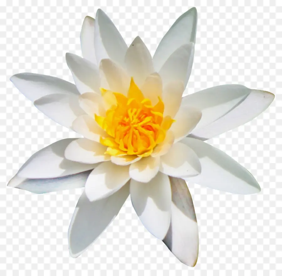 Lotus Blanc，Pétales PNG