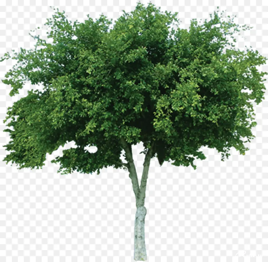 Arbre，Usine PNG