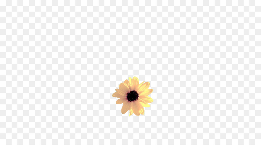 Fleur Blanche，Marguerite PNG