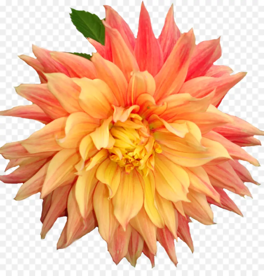 Fleur Jaune Et Rose，Fleurir PNG