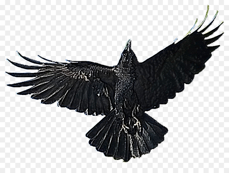 Corbeau Volant，Noir PNG