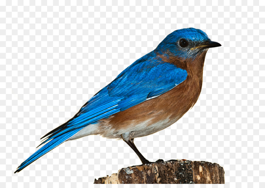 Oiseau Bleu，Plumes PNG