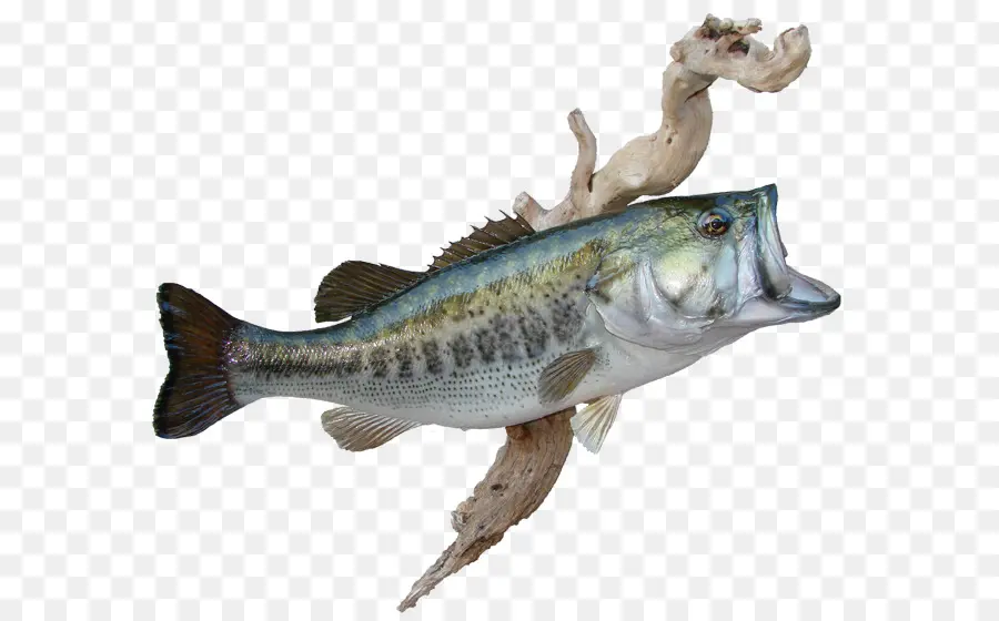 Poisson，Aquatique PNG