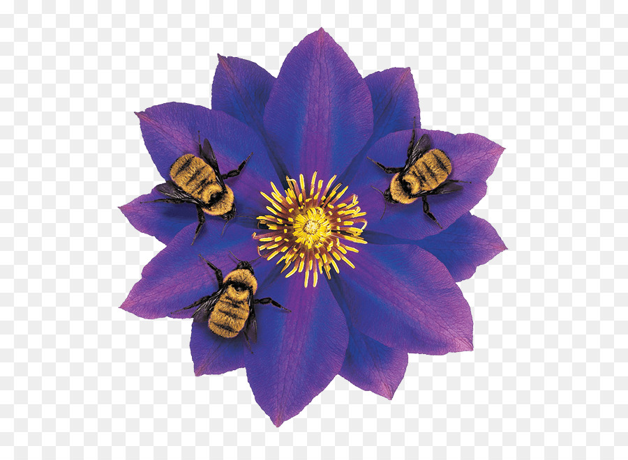 Fleur，Violet PNG