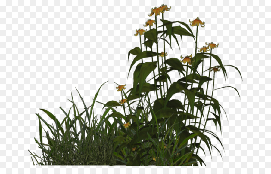 Plantes，Fleurs PNG